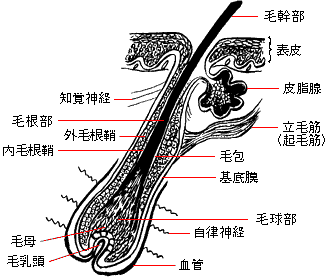 毛髪断面図