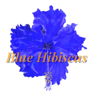 Blue Hibiscus - Enter