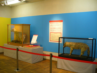 絶滅したニホンオオカミ展