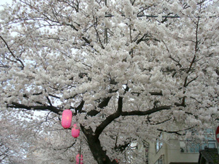 中野通りの桜