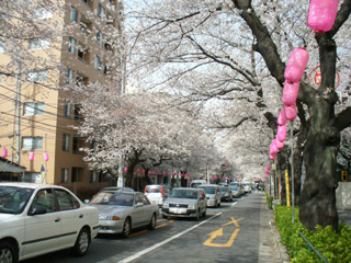 桜の下の渋滞