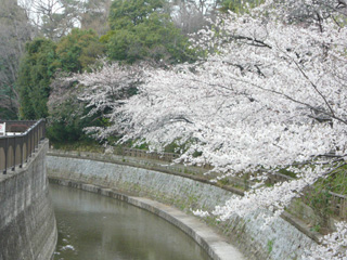 公園から妙正寺川へ張り出す桜