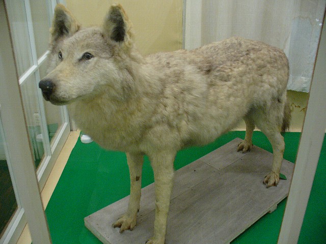 シベリヤオオカミの剥製