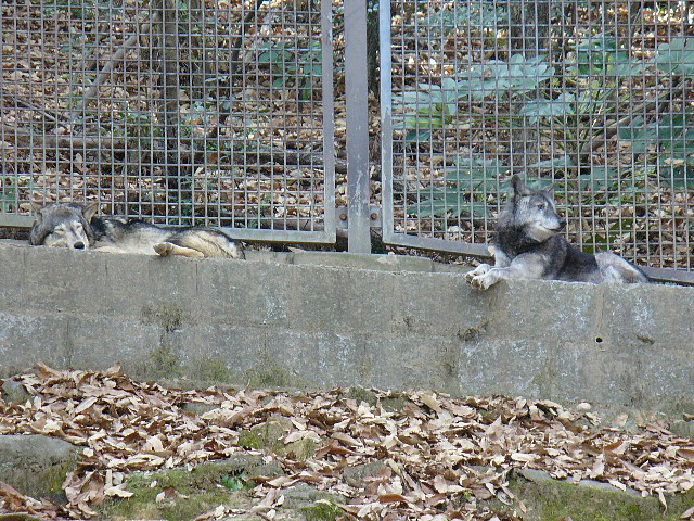 のんびり