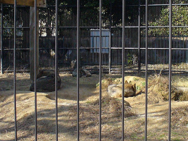 オオカミ玉×3