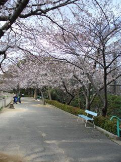 天王寺の桜