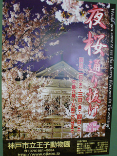 ライトアップ夜桜