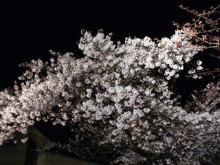 ライトアップ夜桜 その2