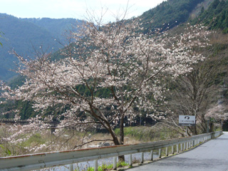 高見川と桜