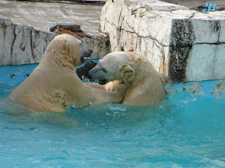 シロクマツインズ