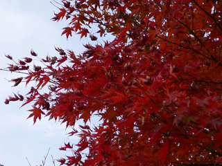 三峰の紅葉 4