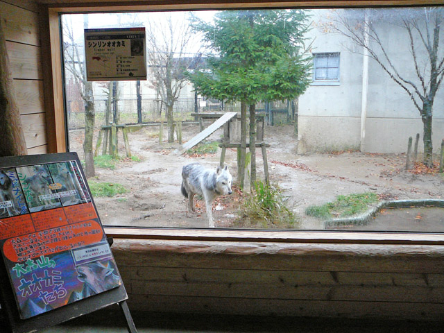 雨のオオカミ舎