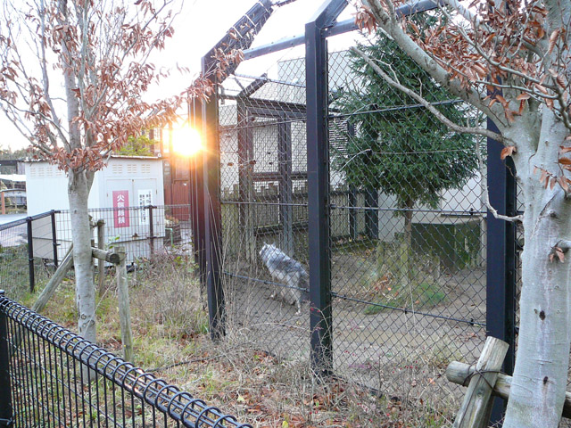 陽射しに向かうミッドナイト