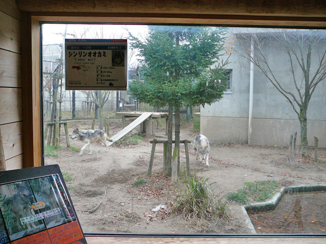 天候回復のオオカミ舎