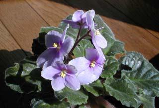 �Z���g�|�[���A