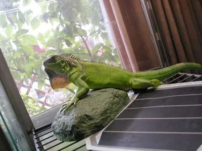 COAi