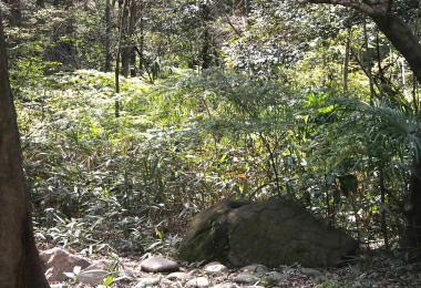 Uguisu-kotorinomori-E