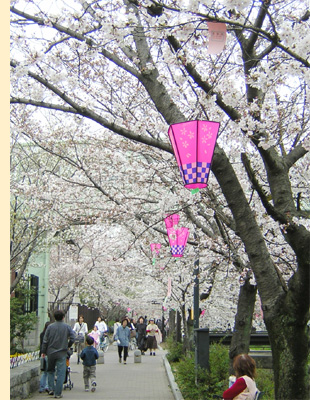 �ʋ���/��