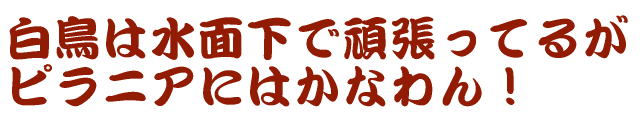 �����͐��ʉ��Ŋ撣���Ă邪 �s���j�A�ɂ͂��Ȃ��I