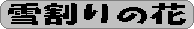 雪割りの花