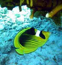 RedSeaLagoonButterflyFish