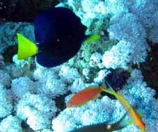 YellowTailTang