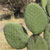 VioretIcon