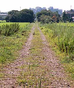 北山駅西方の林 縦サイズ