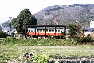 くすのき公園の楠と31