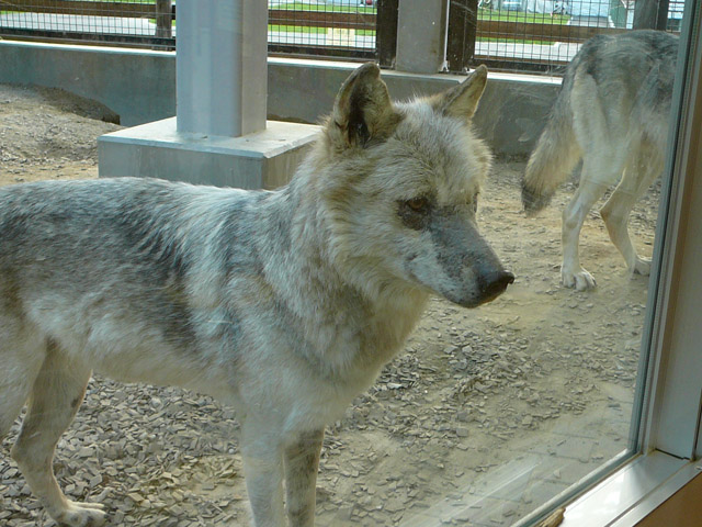 �L�i�R